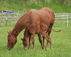 Zuchtstute Special Chili Pepper (Quarter Horse, 2012, von HL Specialist)