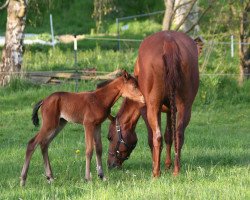 horse A Special Sunshine (Quarter Horse, 2023)