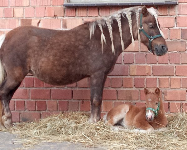 Zuchtstute Glenda (Deutsches Classic Pony, 2005, von Jo-Jo's Gold von Clus)