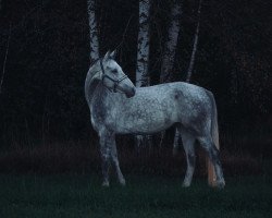 jumper Calimero 775 (German Sport Horse, 2016, from DSP Con Spirit)