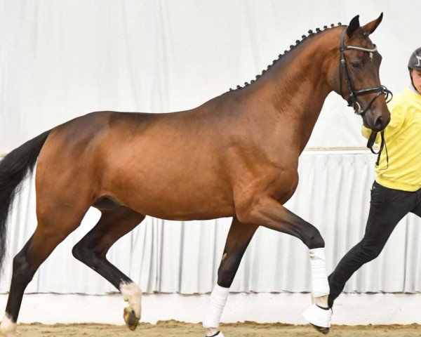 dressage horse Choco de Luxe (Hanoverian, 2021, from Confess Color)