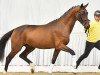 dressage horse Choco de Luxe (Hanoverian, 2021, from Confess Color)