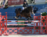 jumper Exodus - S (KWPN (Royal Dutch Sporthorse), 2009, from Contador)