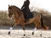 dressage horse de Candero 3 (German Riding Pony, 2018, from Dynamic Star)