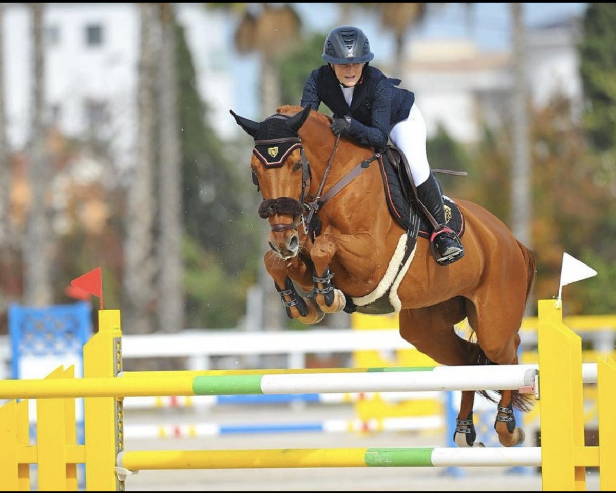 Zuchtstute Accolade (Schwedisches Warmblut, 2010, von Chacco-Blue)