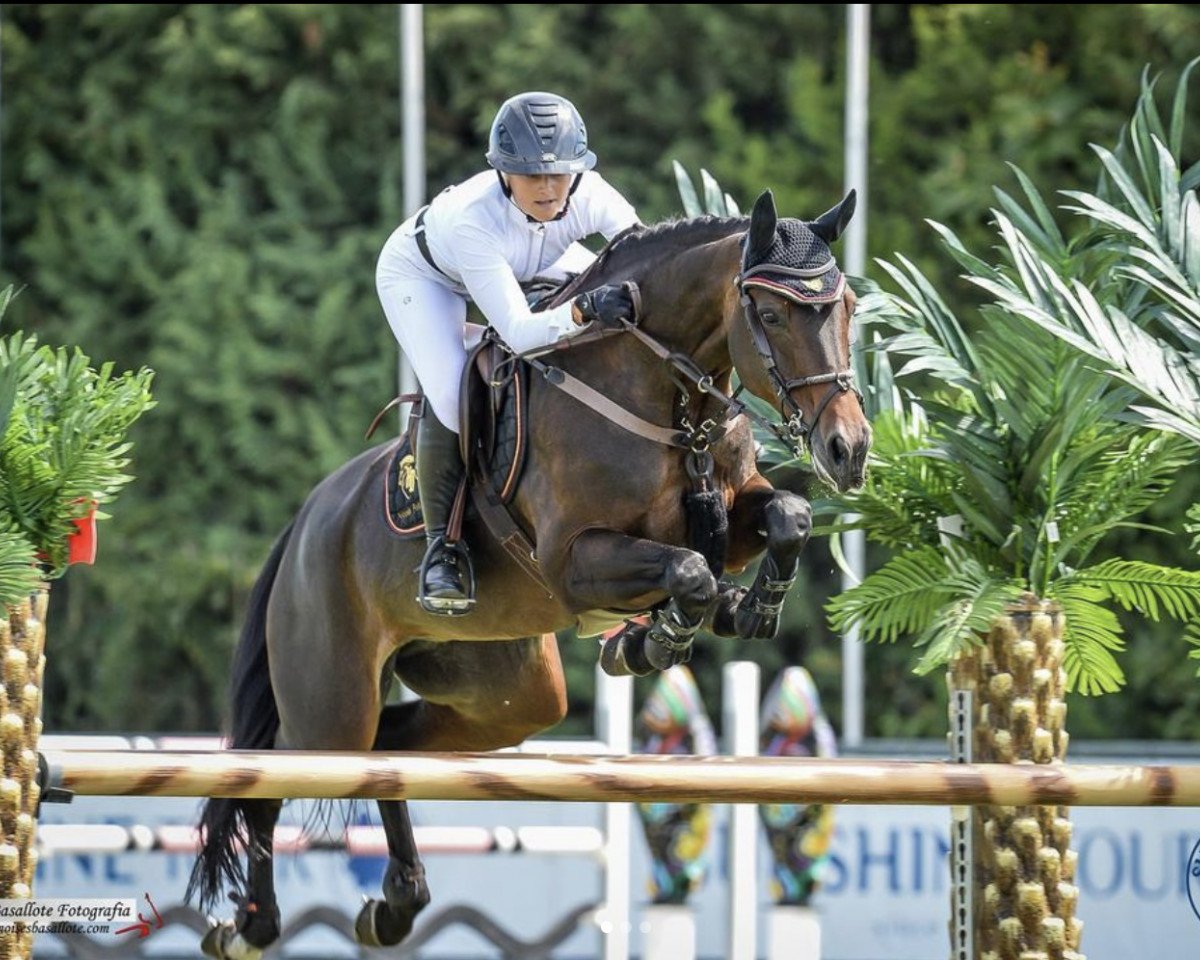 jumper Baronescha (KWPN (Royal Dutch Sporthorse), 2006, from Verdi)