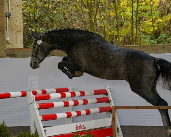 jumper Cocco Chanel SL (Oldenburg show jumper, 2021, from Cannon Reuvekamp's Z)