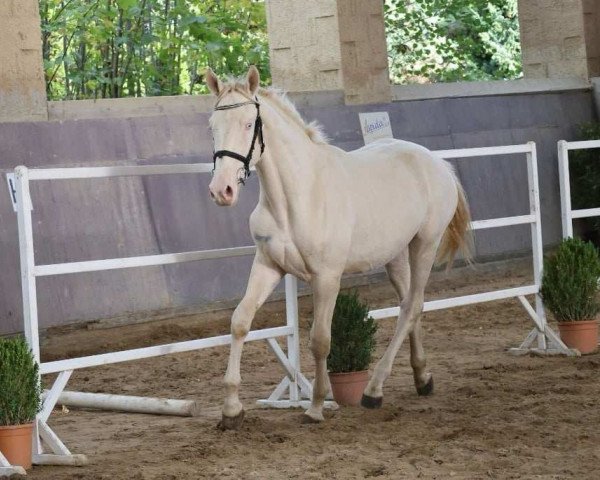 horse Messy Kinský (Kinsky horse, 2022, from Pigment Kinský)