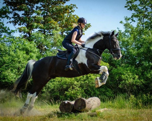 dressage horse Sukey Luke (unknown, 2008)