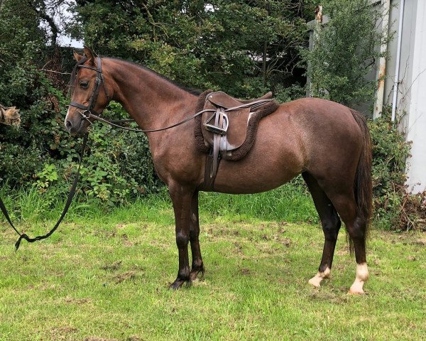 Pferd Three-B Red Poppy (Welsh Pony (Sek.B), 2016, von Moelgarnedd Calipso)