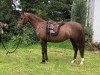 horse Three-B Red Poppy (Welsh-Pony (Section B), 2016, from Moelgarnedd Calipso)