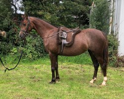 horse Three-B Red Poppy (Welsh-Pony (Section B), 2016, from Moelgarnedd Calipso)