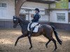 dressage horse Rocana H (Westphalian, 2013, from Rock Forever NRW)