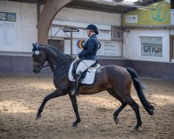 dressage horse Rocana H (Westfale, 2013, from Rock Forever NRW)