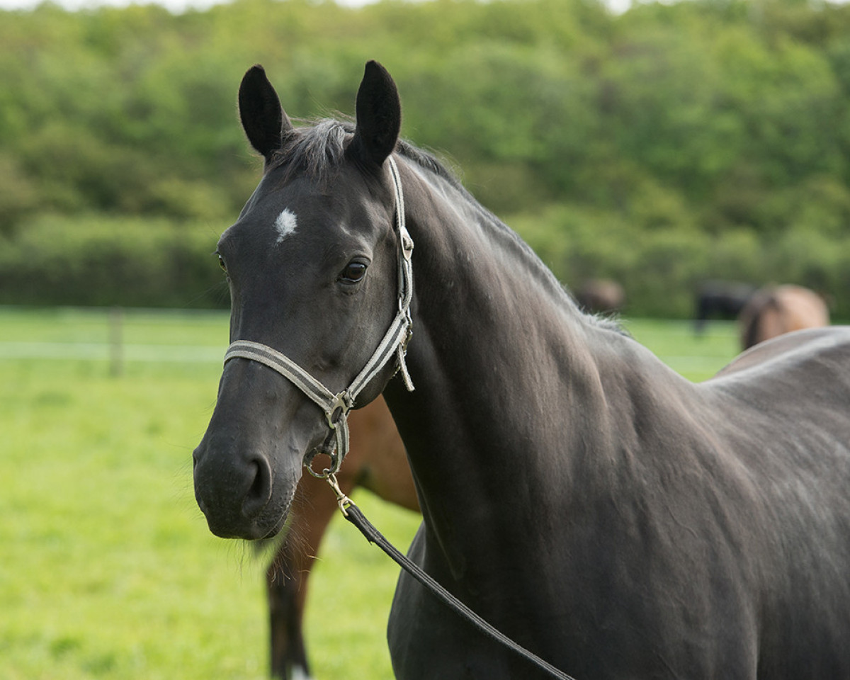 broodmare V'Alcatrasse Texel (KWPN (Royal Dutch Sporthorse), 2002, from Ferro)