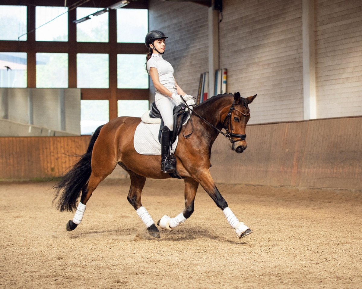 dressage horse Charming Checker 2 (German Riding Pony, 2013, from FS Champion de Luxe)