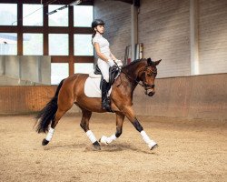 dressage horse Charming Checker 2 (German Riding Pony, 2013, from FS Champion de Luxe)