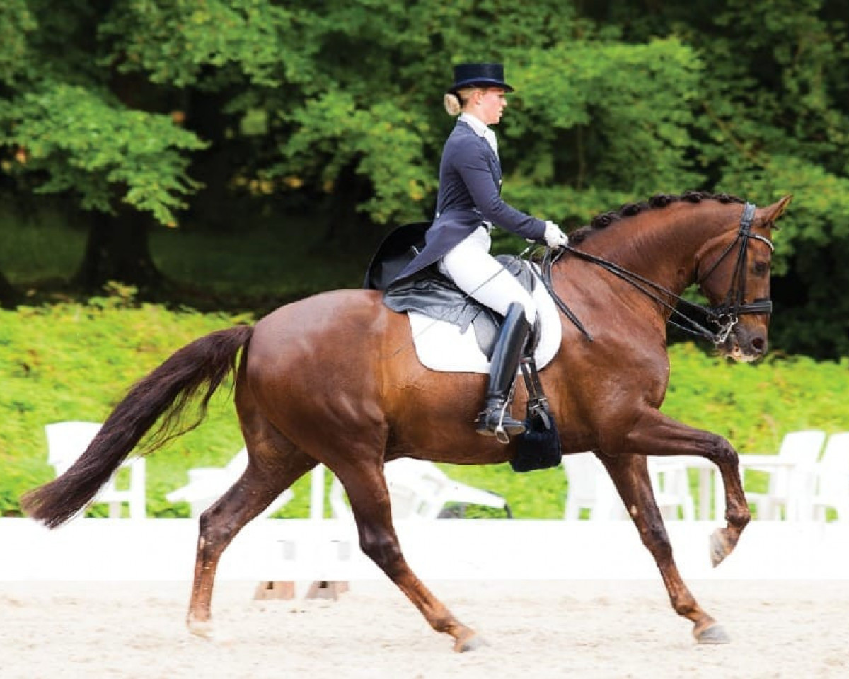 dressage horse Joker Selection (Danish Warmblood, 2001, from Jazz)