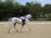 dressage horse Never of Nightingale (German Riding Pony, 2010, from Namajan)