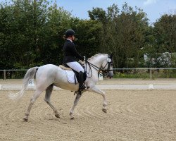 dressage horse Never of Nightingale (German Riding Pony, 2010, from Namajan)