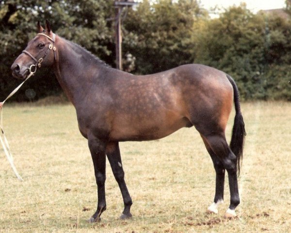 stallion Ardmoss xx (Thoroughbred, 1965, from Mossborough xx)