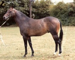 stallion Ardmoss xx (Thoroughbred, 1965, from Mossborough xx)