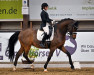 dressage horse Santiano 20 (Westphalian, 2011, from Stoiber SN)