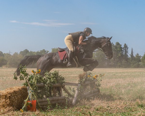 Pferd Jaipore xx (Englisches Vollblut, 2015, von Arakan xx)