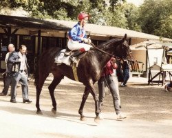 broodmare Daytona Beach xx (Thoroughbred, 1984, from Königsstuhl xx)