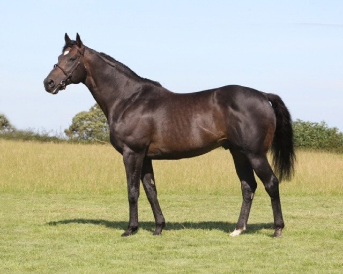 Deckhengst Arakan xx (Englisches Vollblut, 2000, von Nureyev xx)