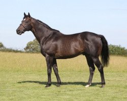 stallion Arakan xx (Thoroughbred, 2000, from Nureyev xx)