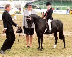 Pferd Cosford Perdita (British Riding Pony, 1995, von Vean Cockalorum)