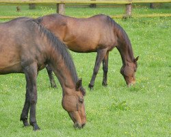 broodmare Delightful Mood xx (Thoroughbred, 1998, from Muhtarram xx)