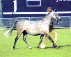 horse Charn Skylark (British Riding Pony, 1996, from Willowbay Symphony)