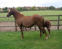 Pferd Trelawn Glamour Puss (British Riding Pony, 1998, von Whitemere Sandpiper)