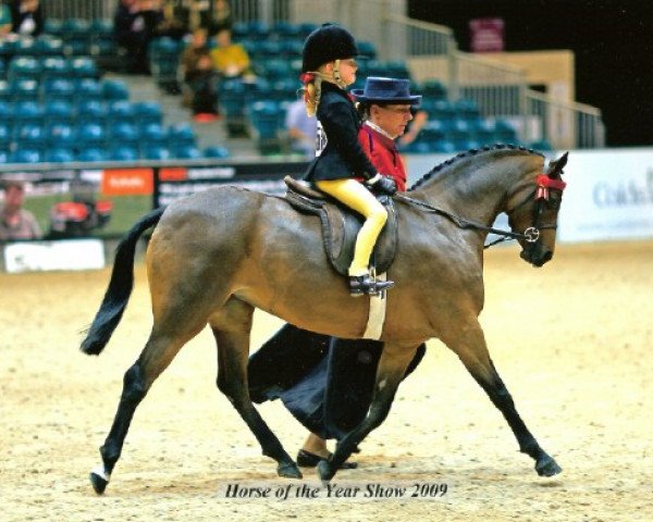 horse Cosford Veronique (British Riding Pony, 2003, from Lechlade Quince)