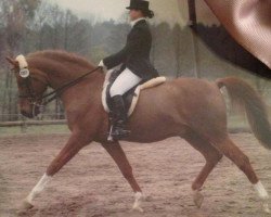 Pferd Musaq (Nederlands Rijpaarden en Pony, 1986, von Mufaq ox)