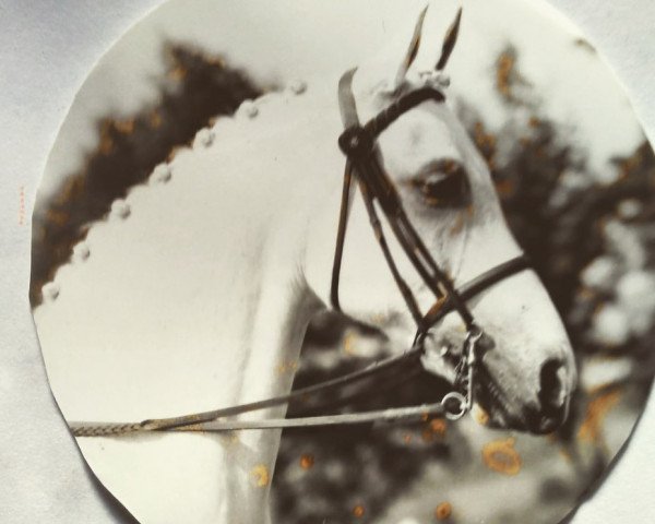 Pferd Sollershope Dart (British Riding Pony, 1974, von Baron Valfern)