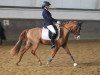 dressage horse Jonker's Kion (Nederlands Welsh Ridepony, 2019, from Jonkers' Jayden)