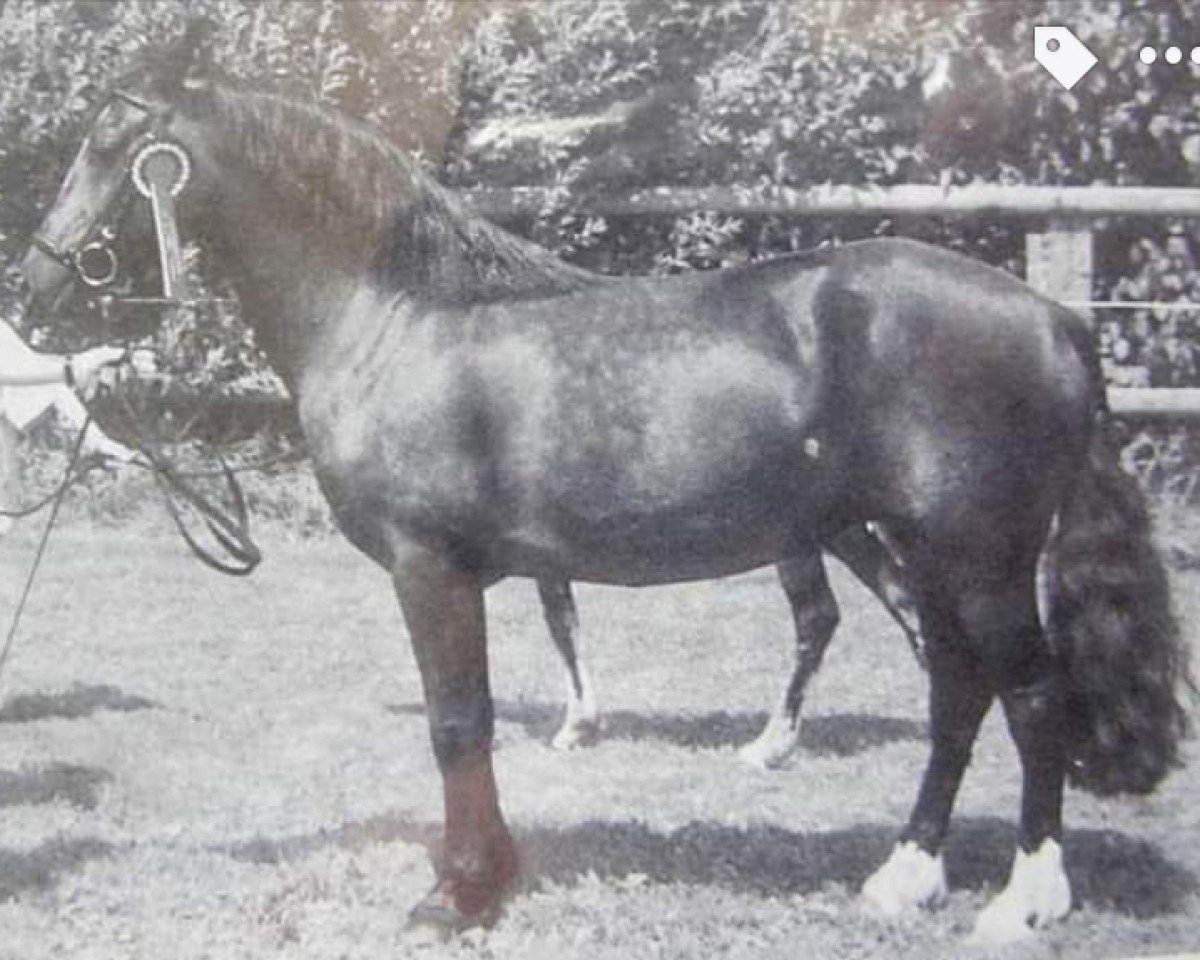 broodmare Solid Queenie (Welsh-Cob (Sek. D), 1992, from Hendrewen Prince)