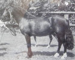 broodmare Solid Queenie (Welsh-Cob (Sek. D), 1992, from Hendrewen Prince)