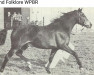 stallion Downland Folklore (Welsh Partbred, 1977, from Downland Mohawk)