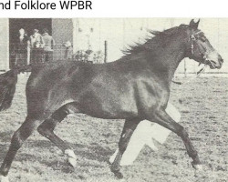 Deckhengst Downland Folklore (Welsh Partbred, 1977, von Downland Mohawk)