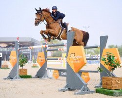 jumper Cindy R (Oldenburg show jumper, 2012, from Clarimo Ask)