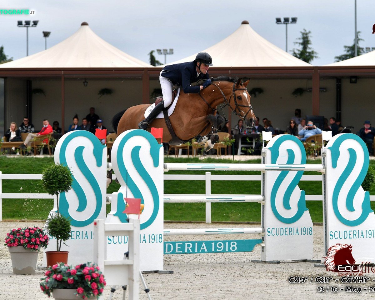 jumper Luigi van de Kornelishoeve (Belgian Warmblood, 2011, from Carabas van de Wateringhoeve)