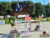 jumper Opalocka du Roton (Belgian Warmblood, 2014)