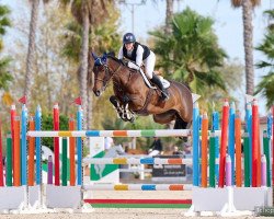 broodmare Maquinn vd Heffinck (Belgian Warmblood, 2012, from Quinn van de Heffinck)