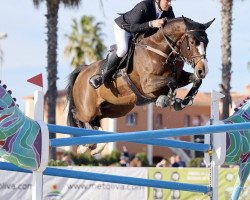 jumper Nikita du Roton (Belgian Warmblood, 2013, from Elvis Ter Putte)