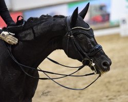 dressage horse Waijana 9 (Oldenburg, 2014, from Fürst Romancier)