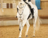 dressage horse Calexico 4 (Holsteiner, 2008, from Cristo)